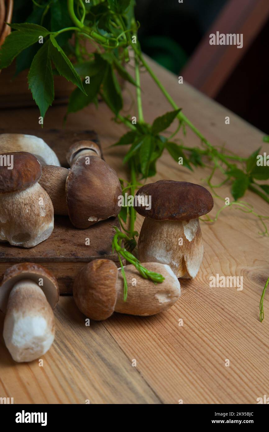 Culture de champignons comestibles de la forêt. Accent sélectif sur les