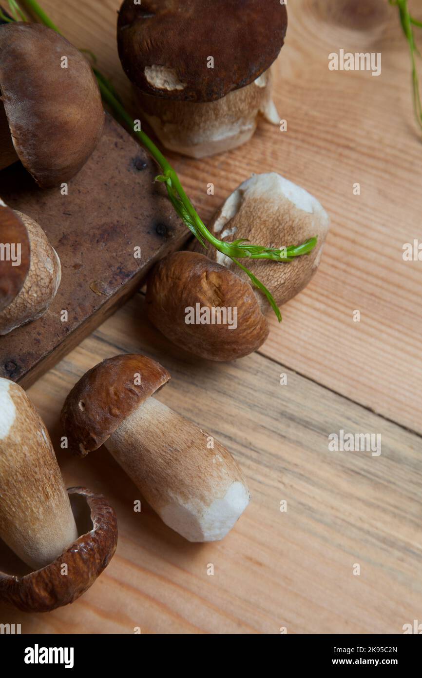 Culture de champignons comestibles de la forêt. Accent sélectif sur les