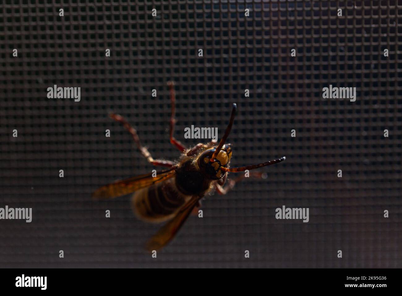 Vue rapprochée de l'Asian hornet (Vespa velutina) sur un filet à fenêtre Banque D'Images