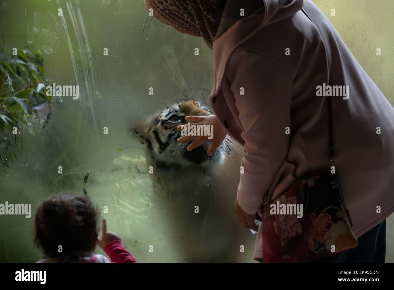 Femme touche le verre qui la sépare du tigre, femme avec voile au zoo Banque D'Images