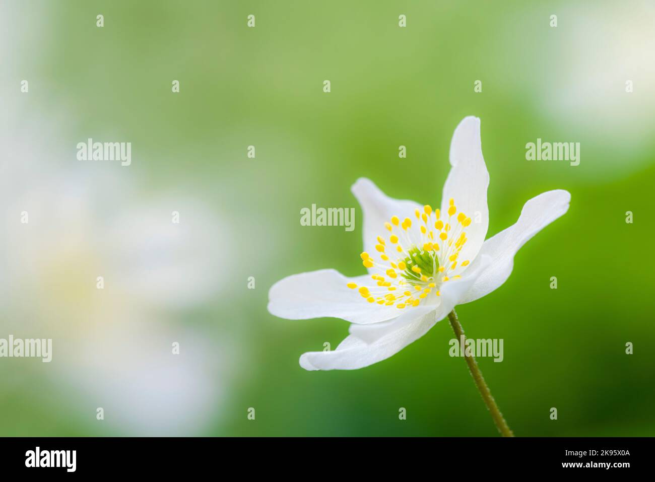 Bois Anemone (Anemone nemorosa) fleurit sur un sol boisé au printemps. Banque D'Images