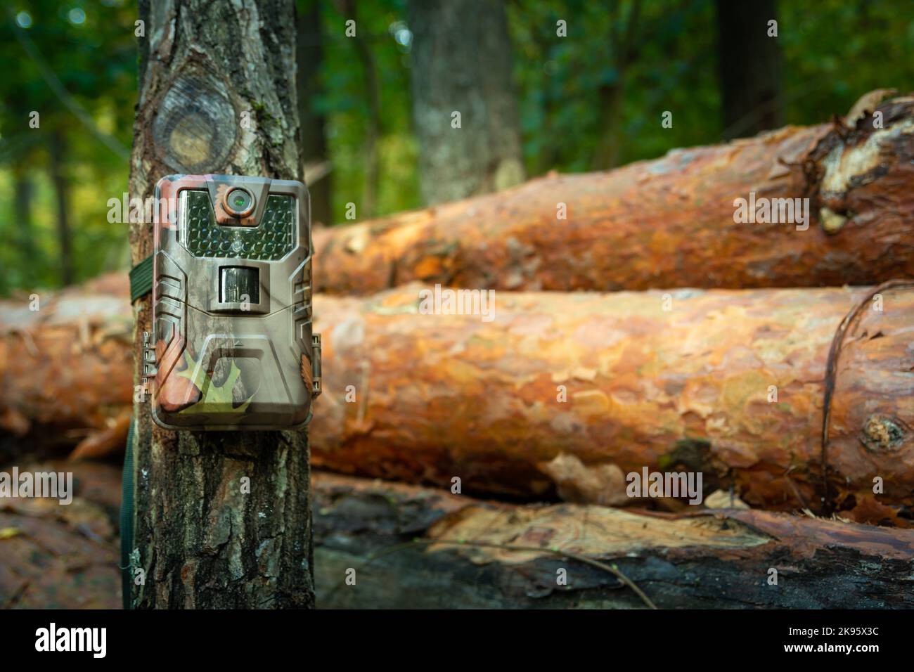 Piège à caméra fixé dans la forêt, surveillance des bois Banque D'Images