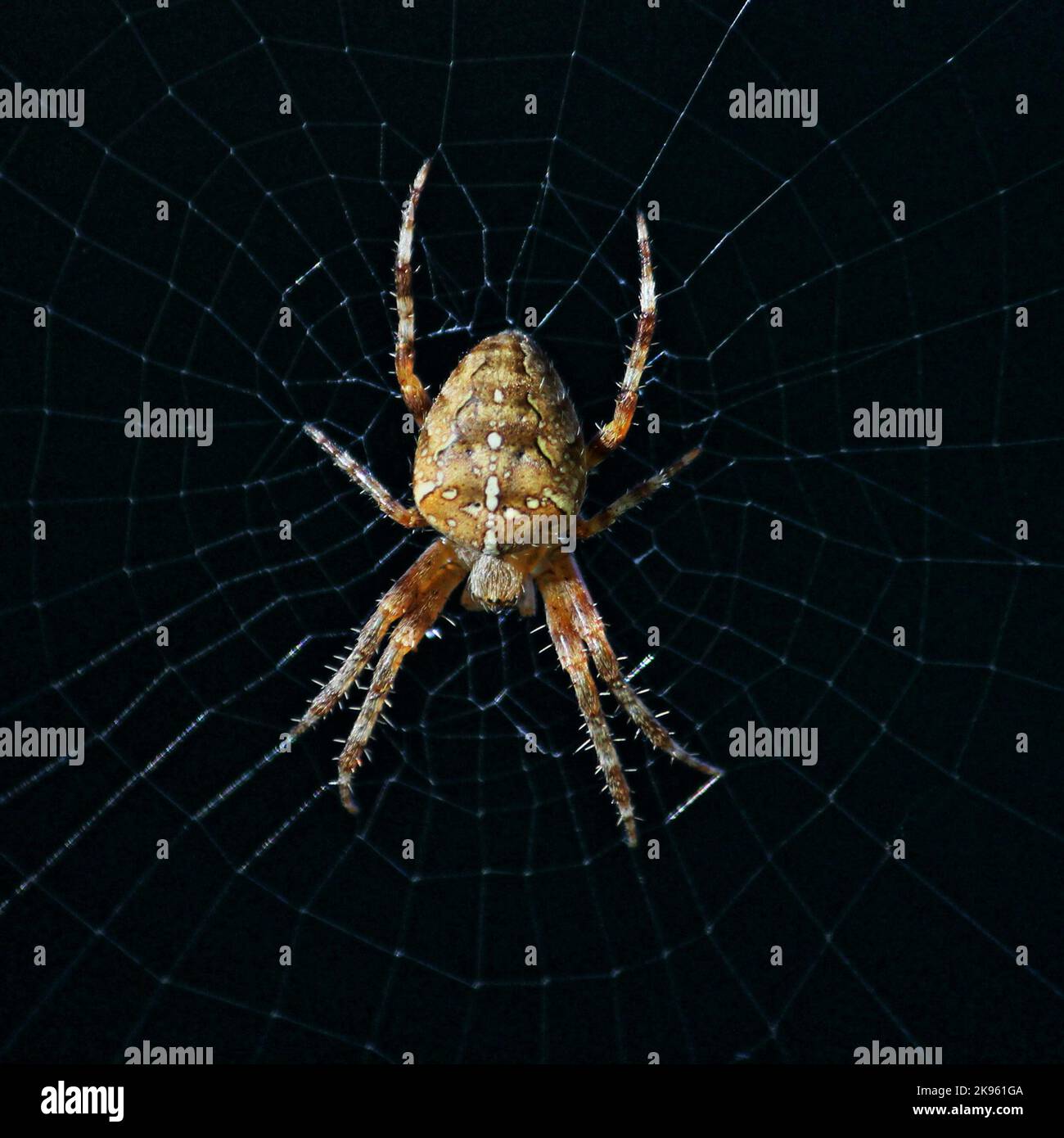 Araignées de jardin en toile Banque D'Images