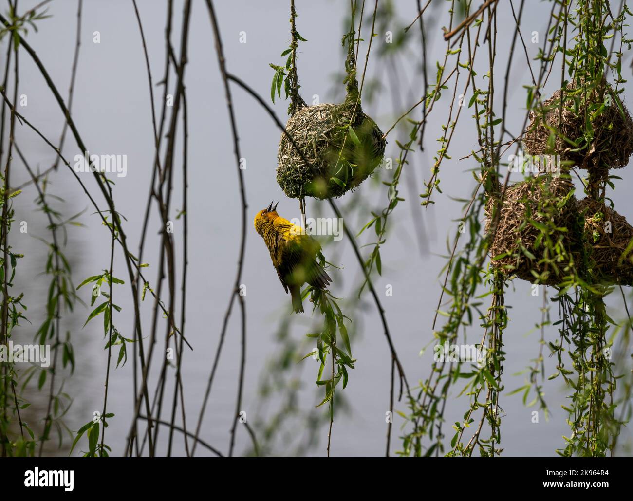 Cape weaver, Stellenbosch, Cap occidental, Afrique du Sud Banque D'Images