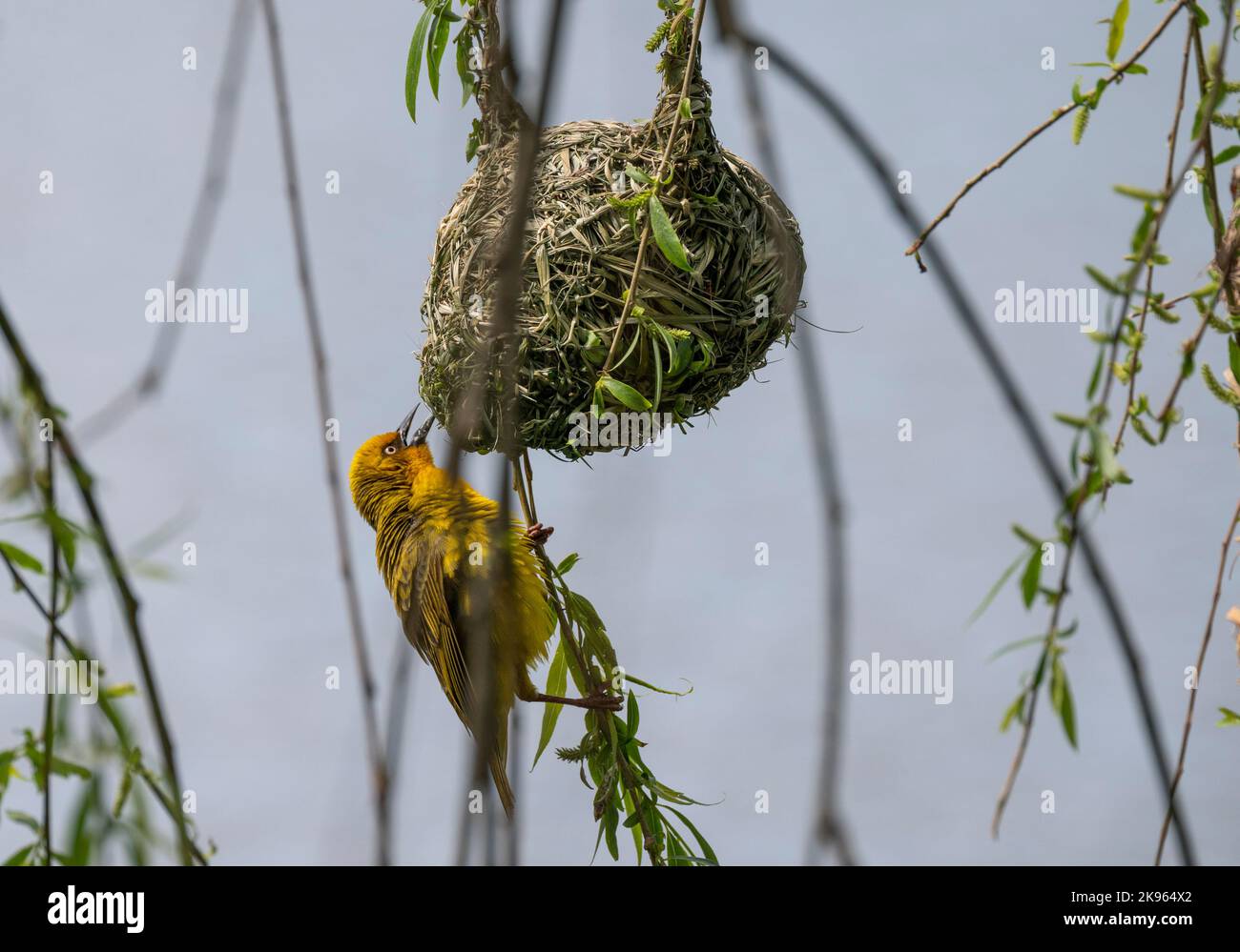 Cape weaver, Stellenbosch, Cap occidental, Afrique du Sud Banque D'Images