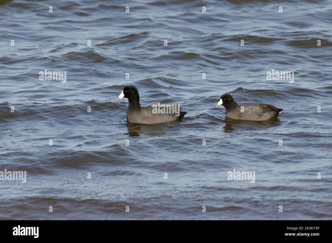 American Coots, Fulica americana, paire sur l'eau Banque D'Images