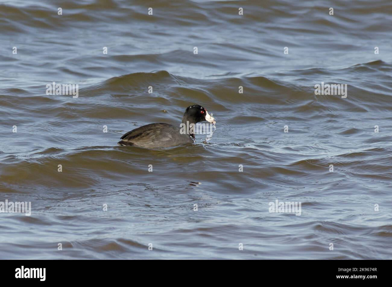 American Crat, Fulica americana, alimentation Banque D'Images