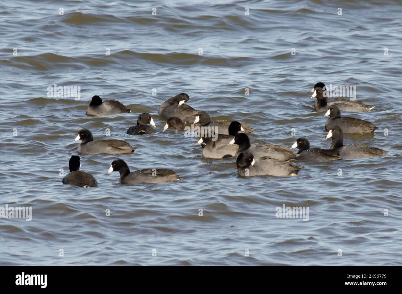 American Coots, Fulica americana, groupe sur l'eau Banque D'Images
