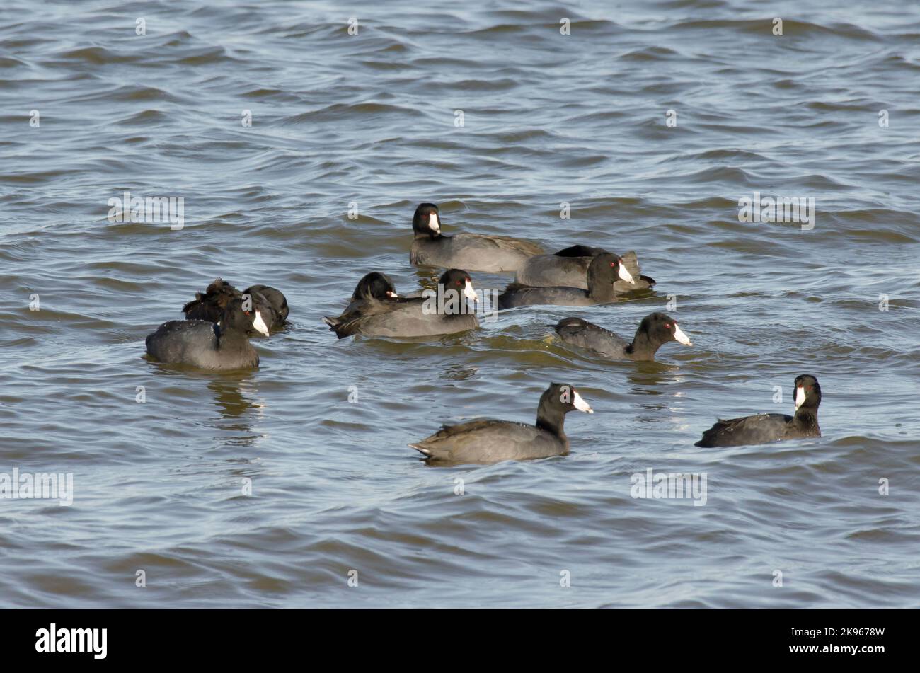 American Coots, Fulica americana, groupe sur l'eau Banque D'Images