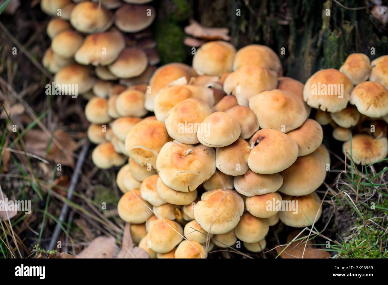 Hypholoma fasciculare, tuft de soufre champignons de proximité foyer sélectif Banque D'Images