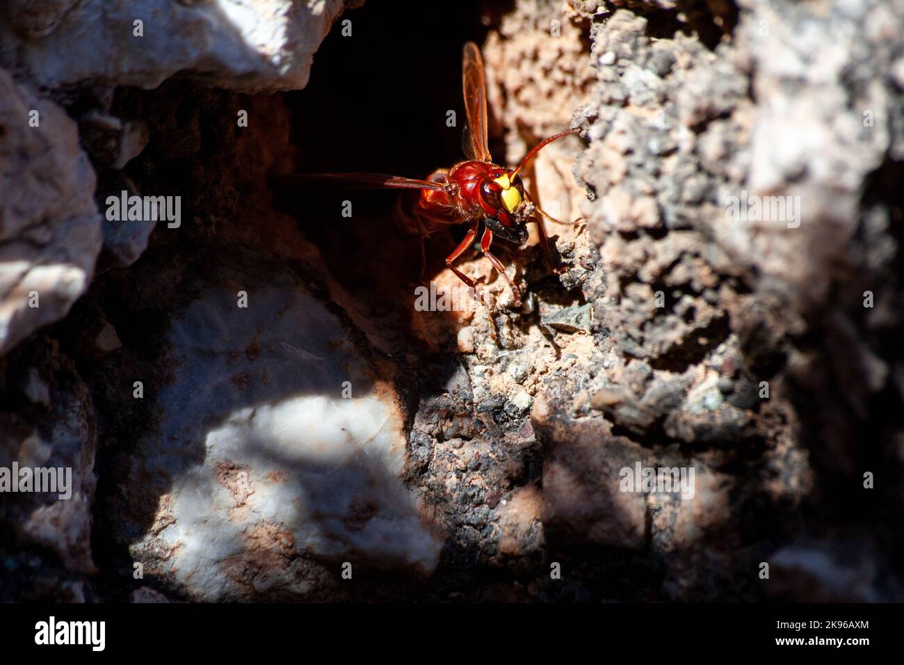 Gros plan frontal d'un hornet européen de construction de leur nid. Vespa crabro gros plan. Photo macro avec mise au point sélective. Hornet approfondit le nid Banque D'Images