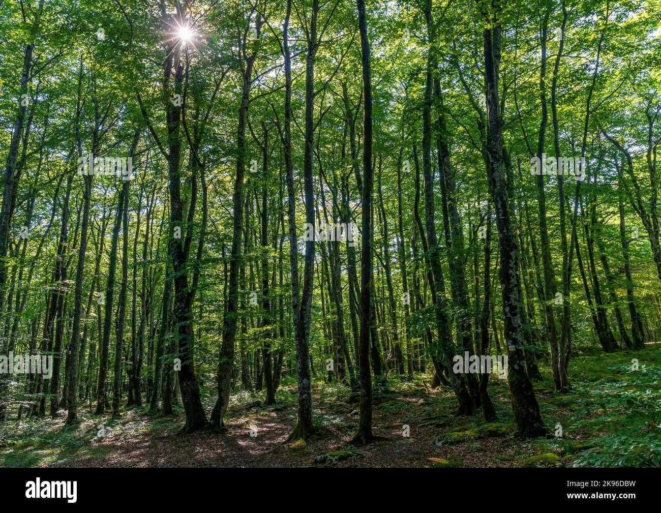 Hêtre. Belle vue sur la forêt de hêtres dans le parc naturel de Monte Santiago, situé entre les provinces d'Araba, Burgos et Bizkaia (Espagne) Banque D'Images