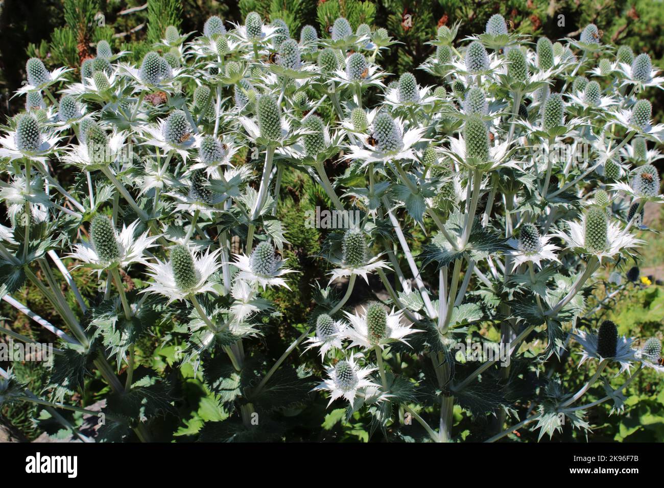 Grande plante à fleurs fantôme de Miss Willmott (Eryngium giganteum). Banque D'Images