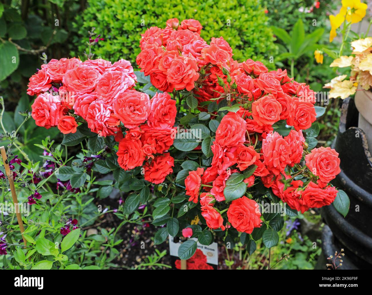 Un rosier de patio rouge standard appelé « vœux d'anniversaire » avec beaucoup de fleurs, Angleterre, Royaume-Uni Banque D'Images