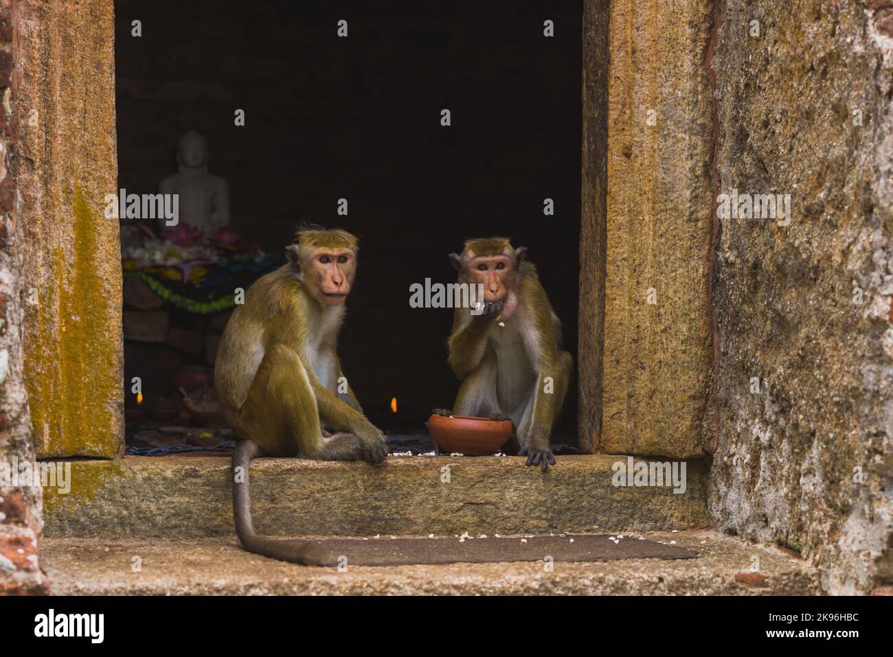 Macaques dans le temple, mangeant offrandes à Dieu, Sri Lanka Banque D'Images
