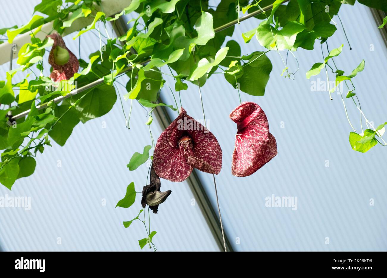 Aristolochia grimpeur de fleurs dans la Maison des papillons au jardin botanique national du pays de Galles en octobre 2022 Carmarthenshire pays de Galles Royaume-Uni KATHY DEWITT Banque D'Images