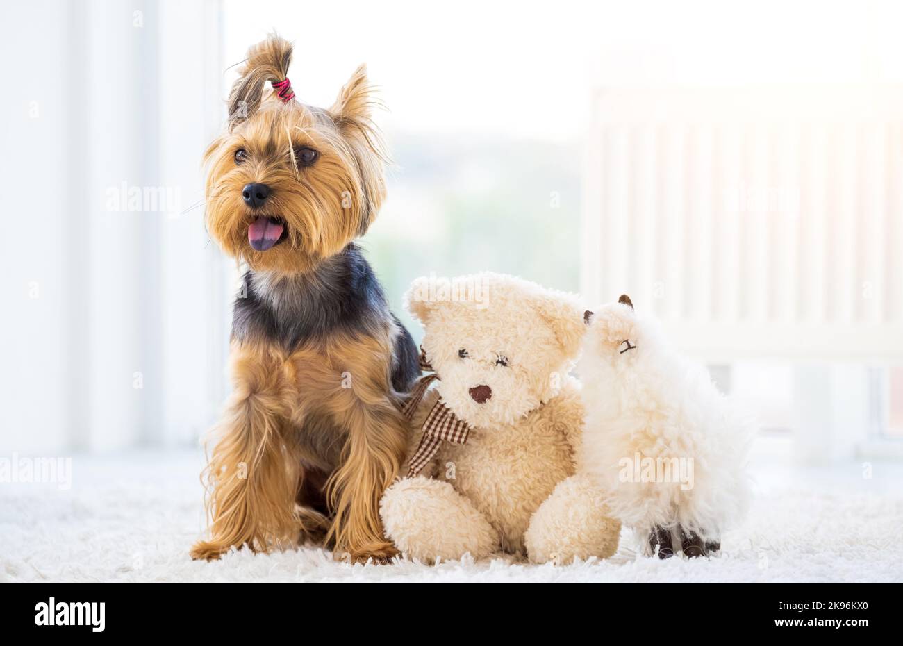 Chien domestique et jouets en peluche Banque D'Images