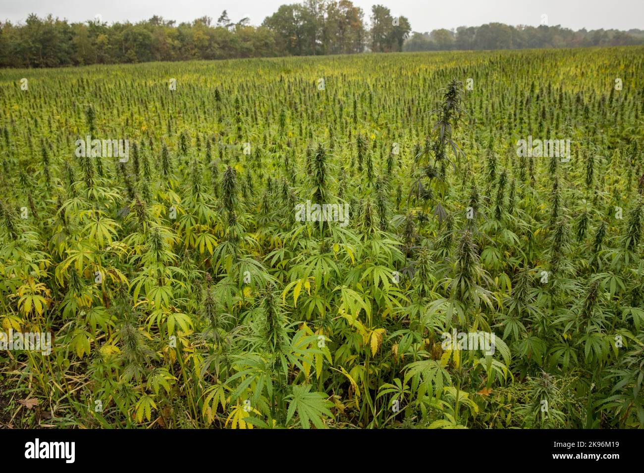 Un champ de chanvre pour la production d'huile comestible dans Dingdener Heath près de Hamminkeln, région du Bas Rhin, Rhénanie-du-Nord-Westphalie, Allemagne. ein Hanffeld zu Banque D'Images