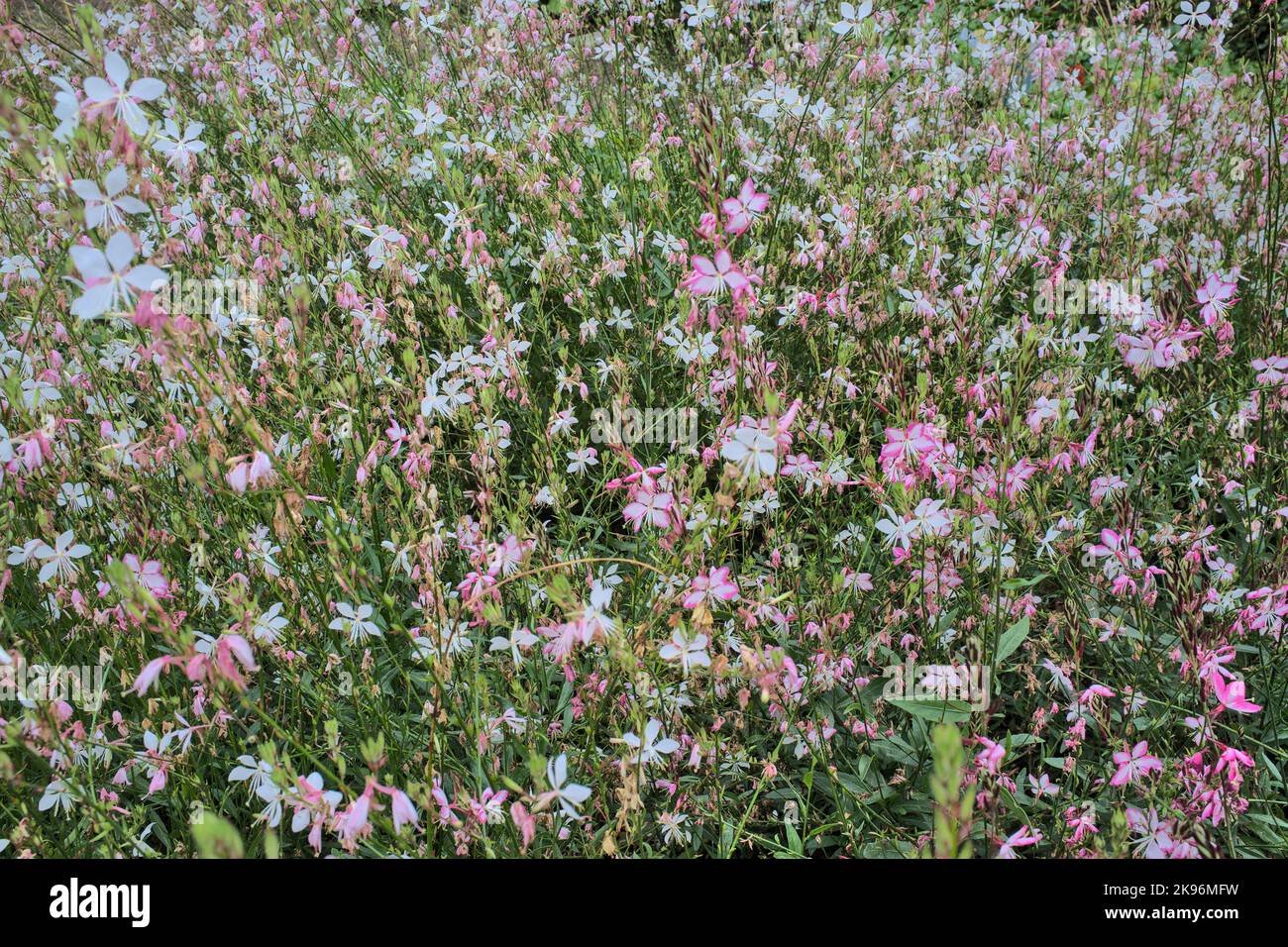 Gaura lindheimeri rose et blanc fleuri remplissant le cadre Banque D'Images