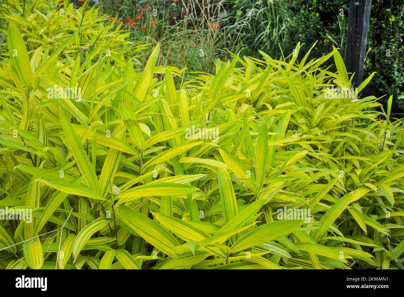 Gros plan sur le bambou Variegated Pleioblastus auricomus Banque D'Images