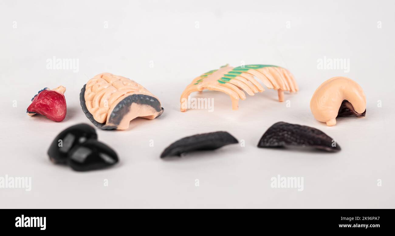 Organes internes humains dispersés. Modèles anatomiques du foie, intestin dans le chaos. Maladie, concept malsain. Photo de haute qualité Banque D'Images