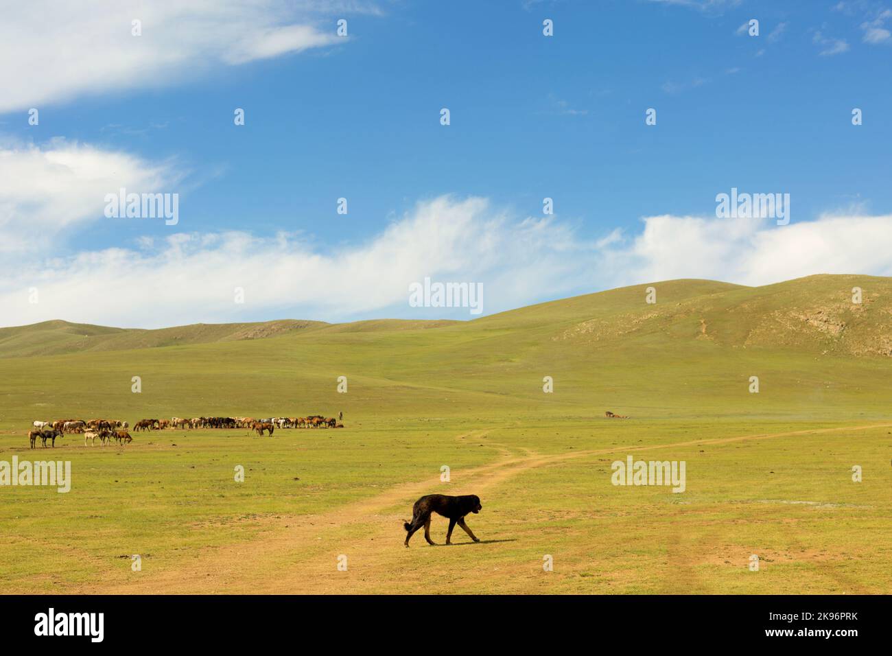 Un chien marche à travers la steppe mongole Banque D'Images