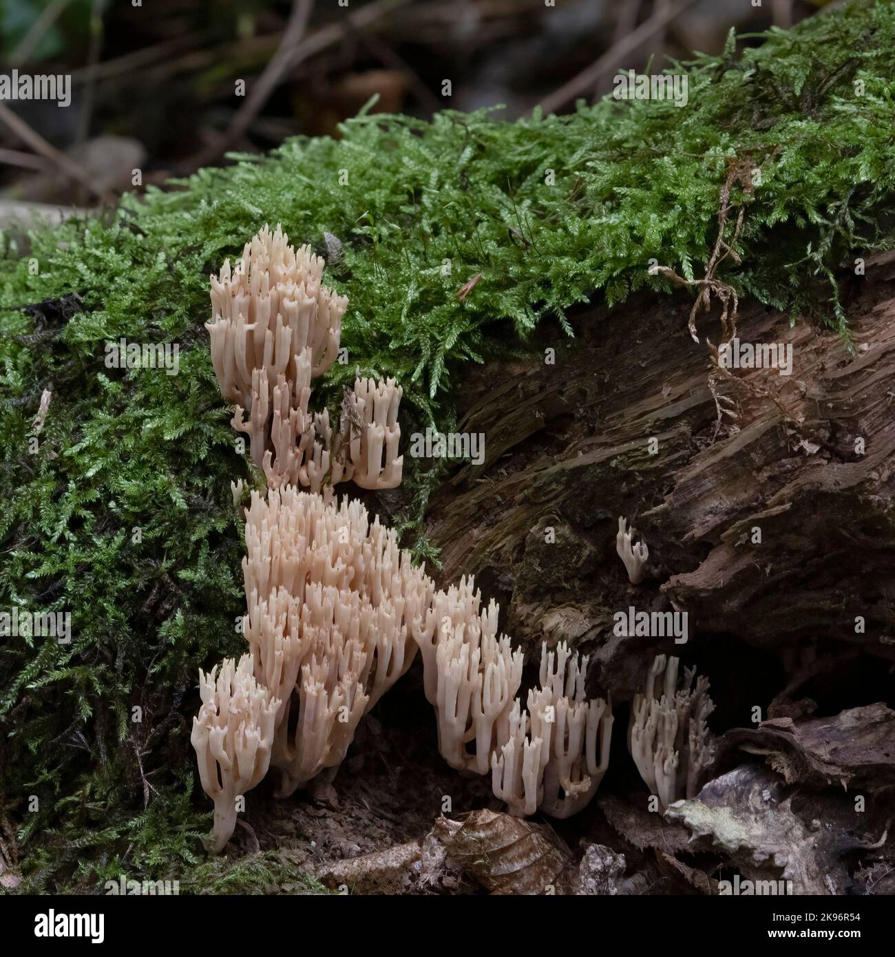 Ramaria espèce probablement R. stricta Banque D'Images