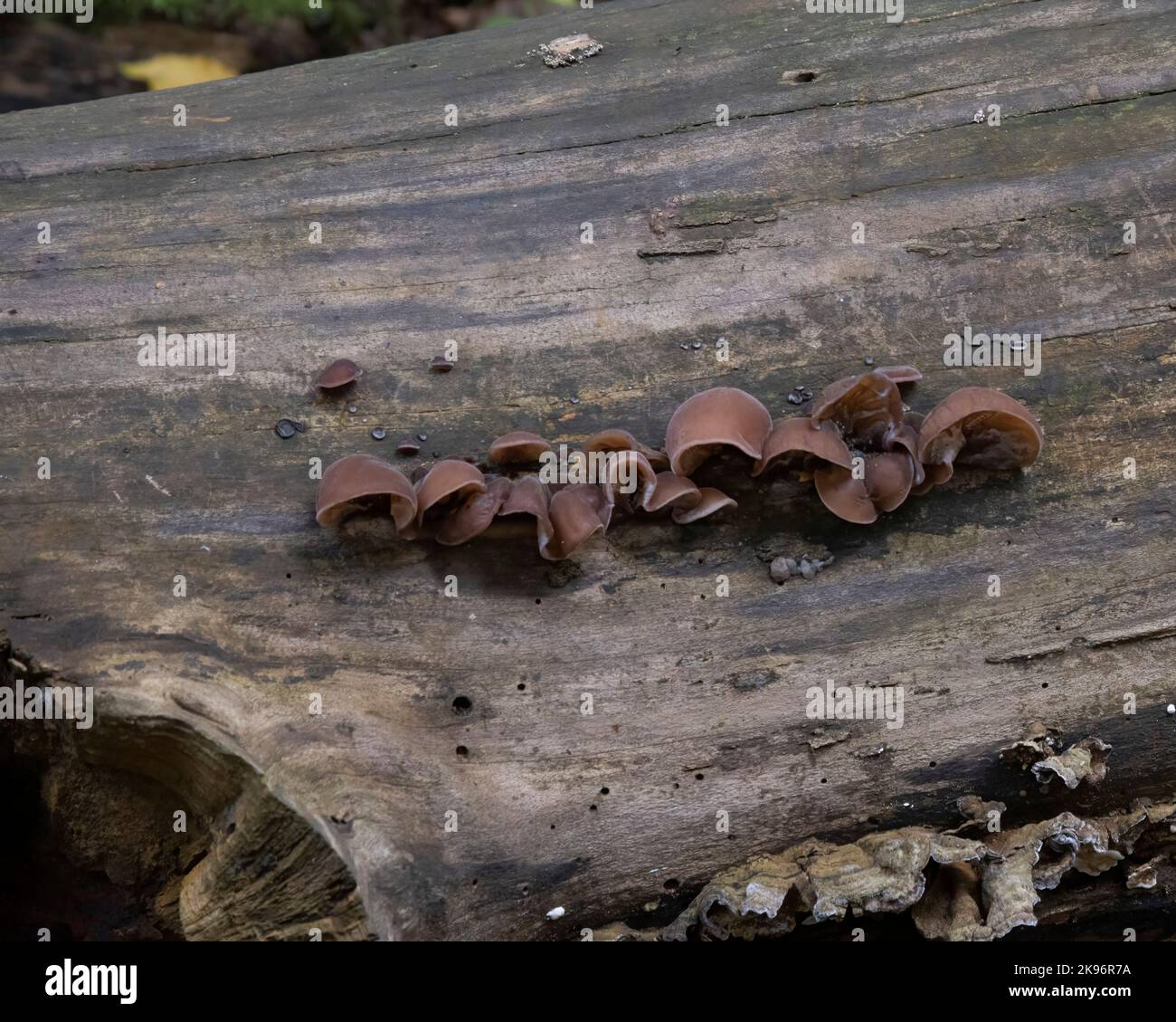 Jelly champignon d'oreille Banque D'Images