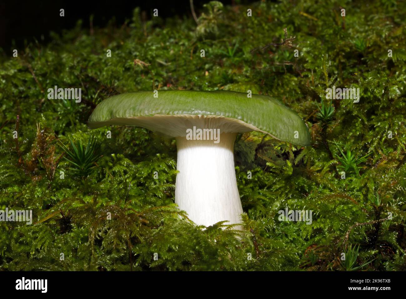 Russula cyanoxantha var. Peltereaui (brûleur à charbon de bois) est commun dans toute l'Europe dans les forêts mixtes. La variété peltereaui est une couleur verdâtre. Banque D'Images