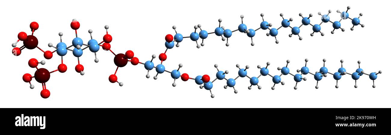 3D image de la formule squelettique du phosphatidylinositol bisphosphate - structure chimique moléculaire des membranes cellulaires phospholipide isolées sur le dos blanc Banque D'Images