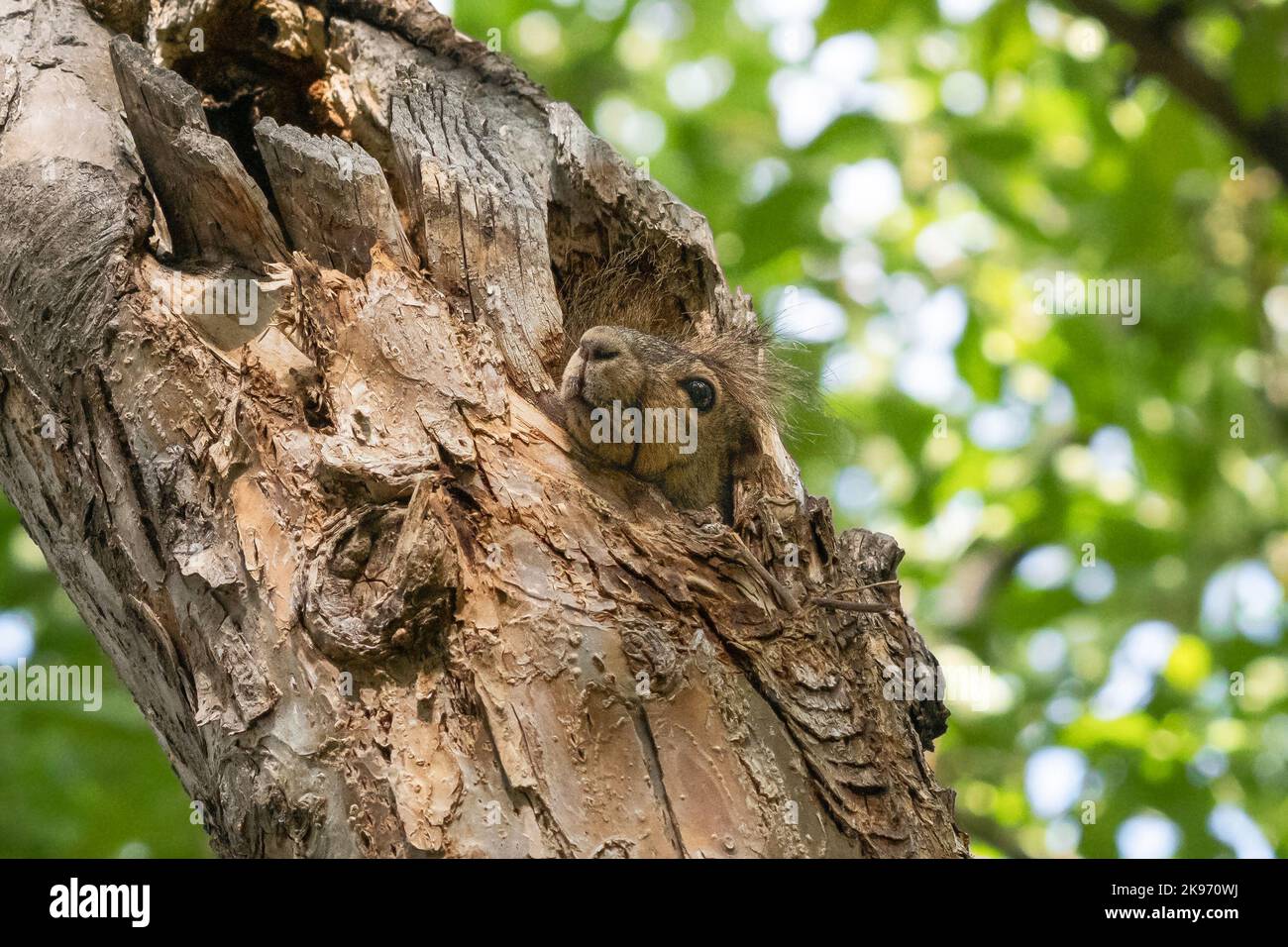 Un écureuil de renard caché à l'intérieur d'une cavité d'arbre colle son nez et la tête dehors. Banque D'Images