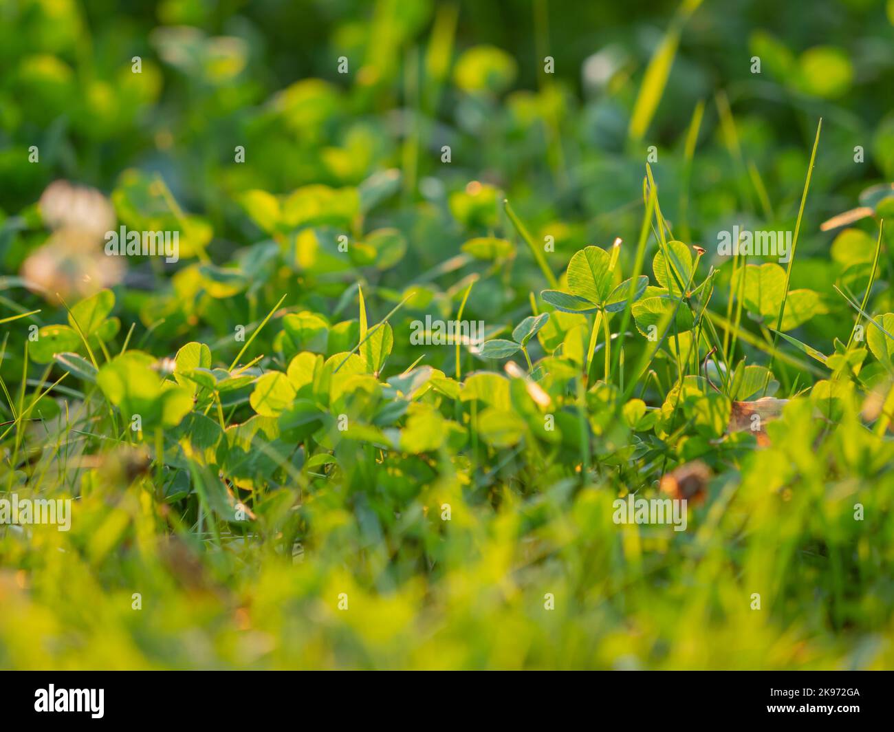 Feuilles vertes sur fond d'herbe floue. Fleurs en fleur au coucher du soleil. Arrière-plan naturel d'été. Banque D'Images