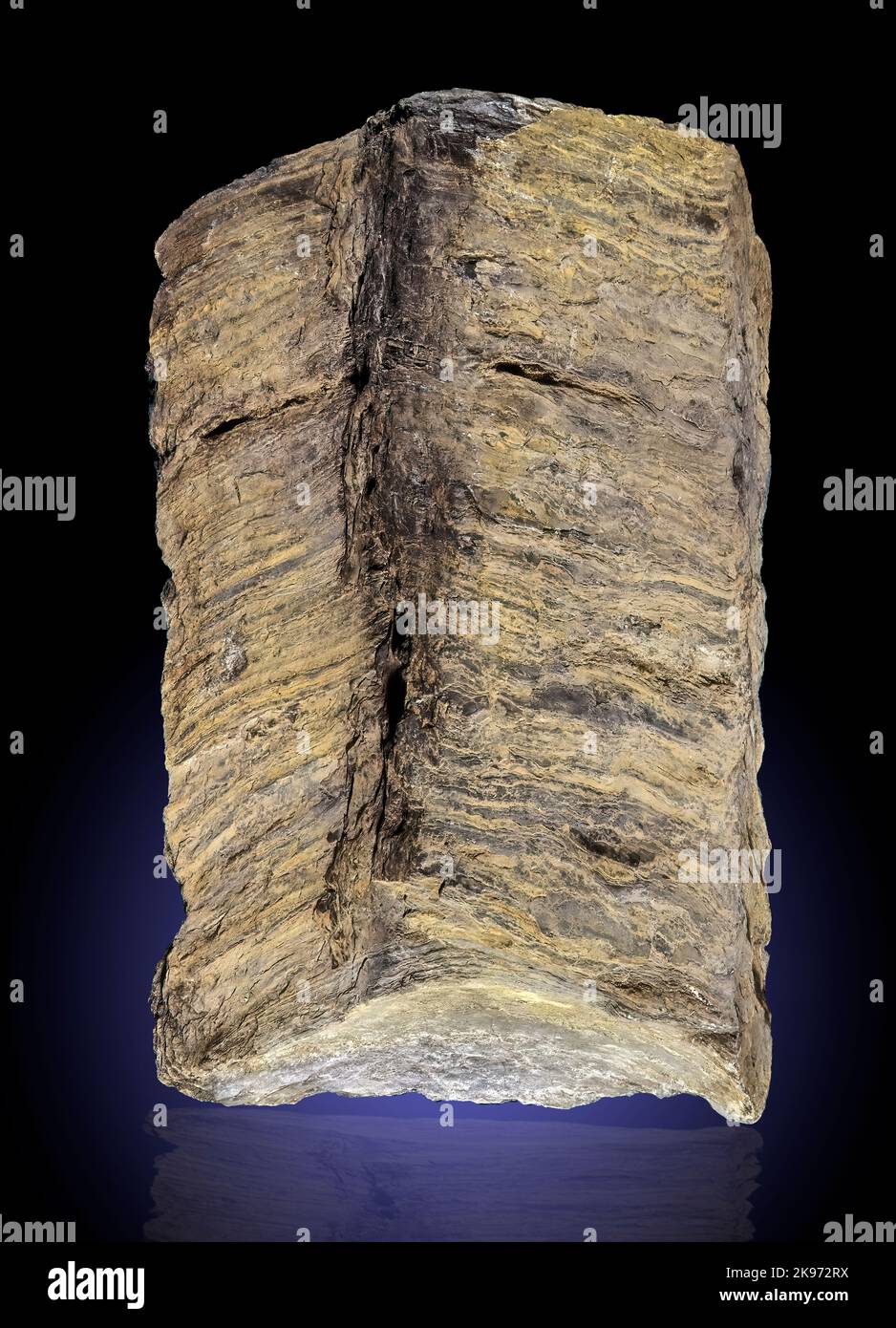 Stromatolites dans le calcaire de Bossardville (algues fossiles Blue Green) Banque D'Images