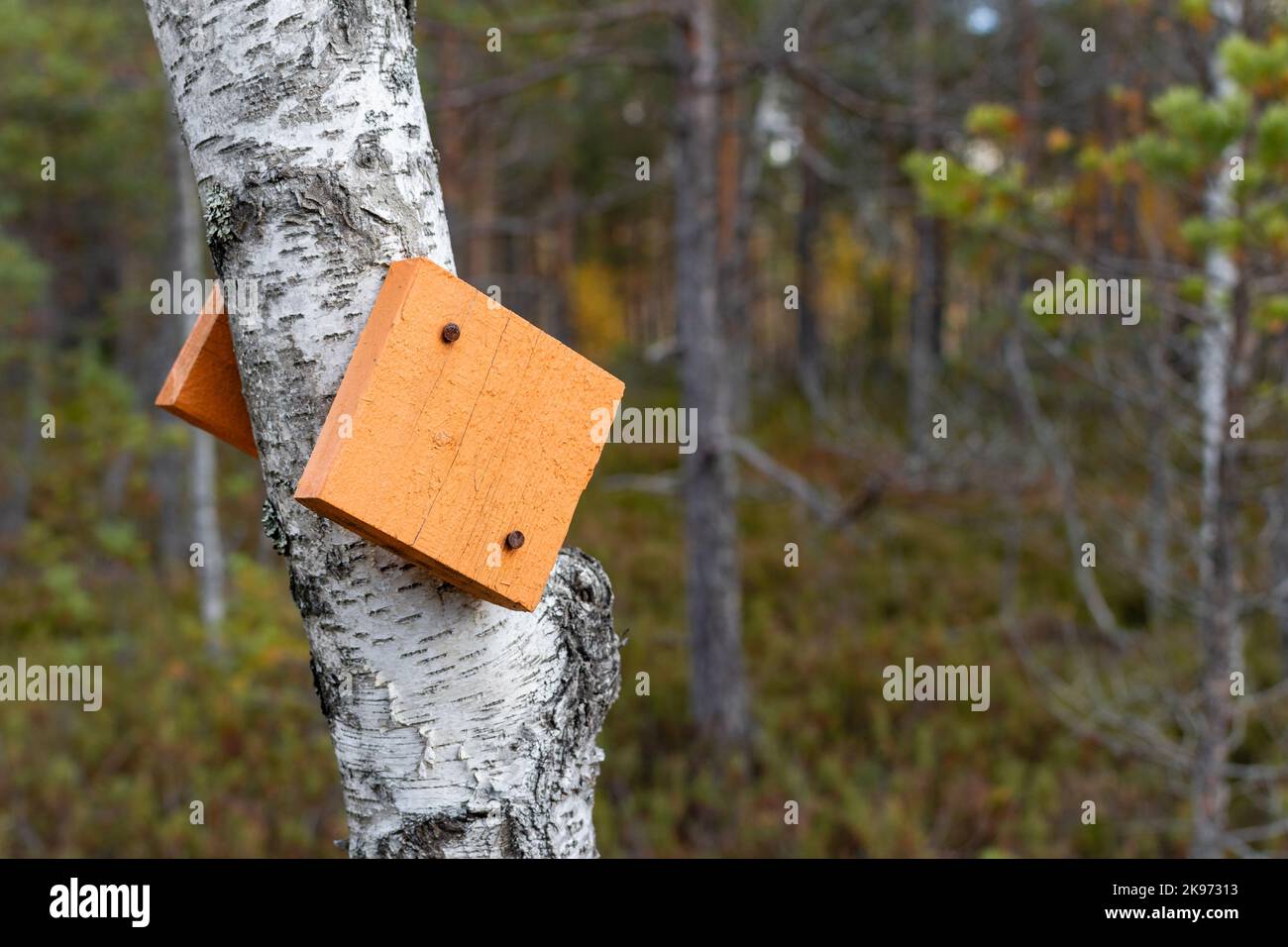 Un marqueur de sentier de randonnée en bois d'orange cloué au bouleau dans le parc national de Teijo, Salo, Finlande Banque D'Images