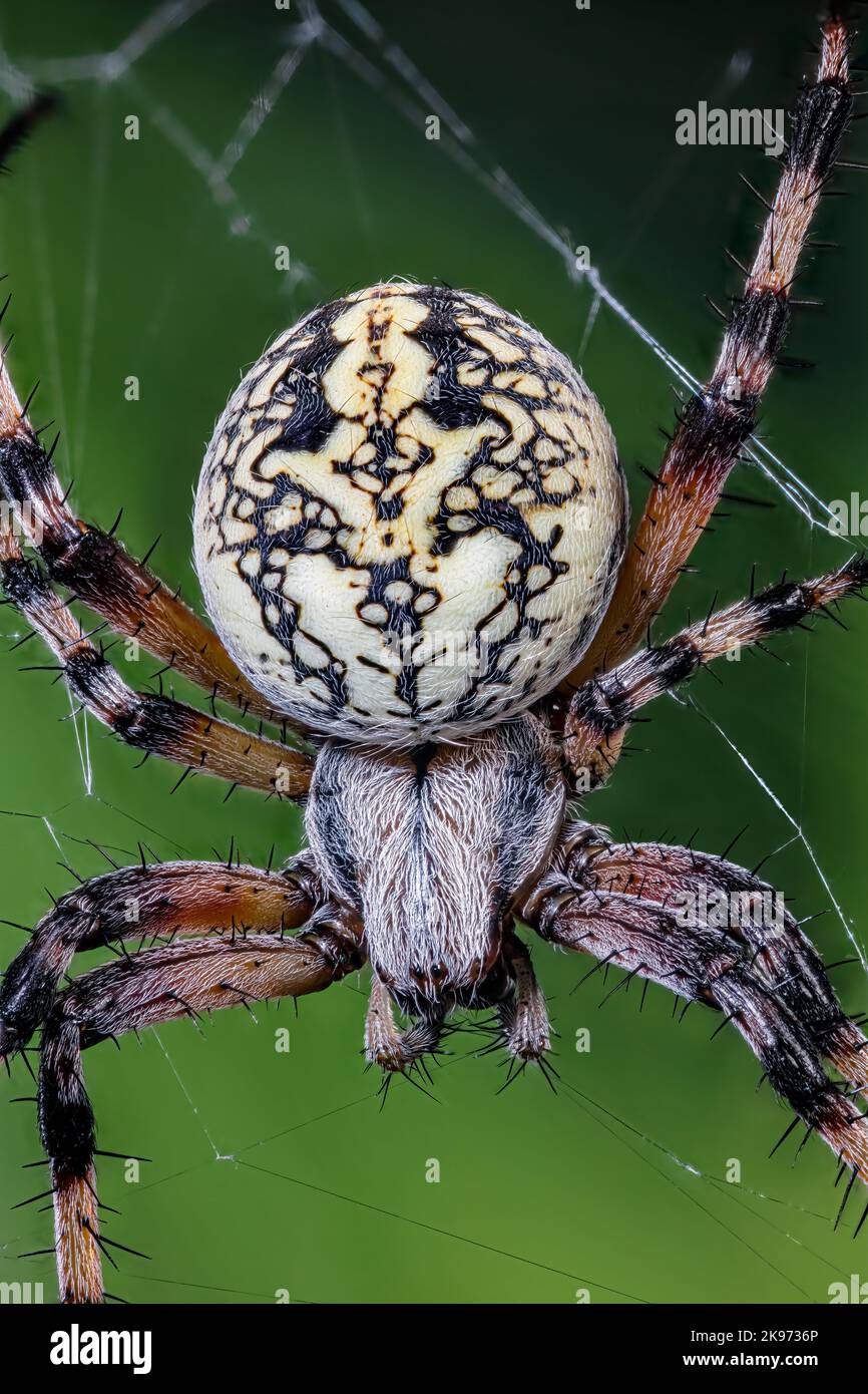 WESTERN Spotted Orbweaver est également une araignée Zig-Zag, Neoscona oaxacensis Banque D'Images
