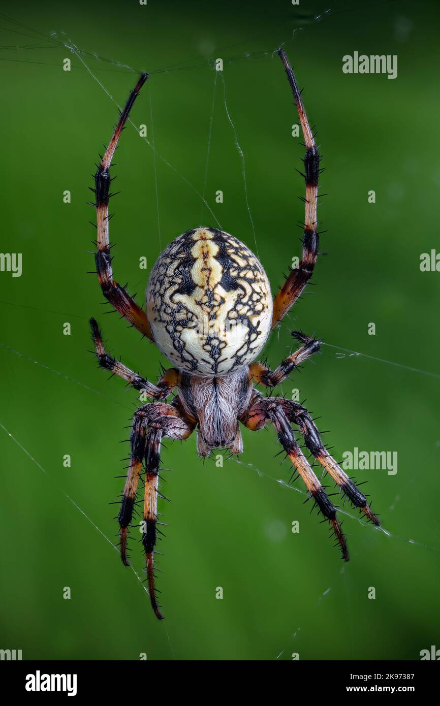 WESTERN Spotted Orbweaver est également une araignée Zig-Zag, Neoscona oaxacensis Banque D'Images