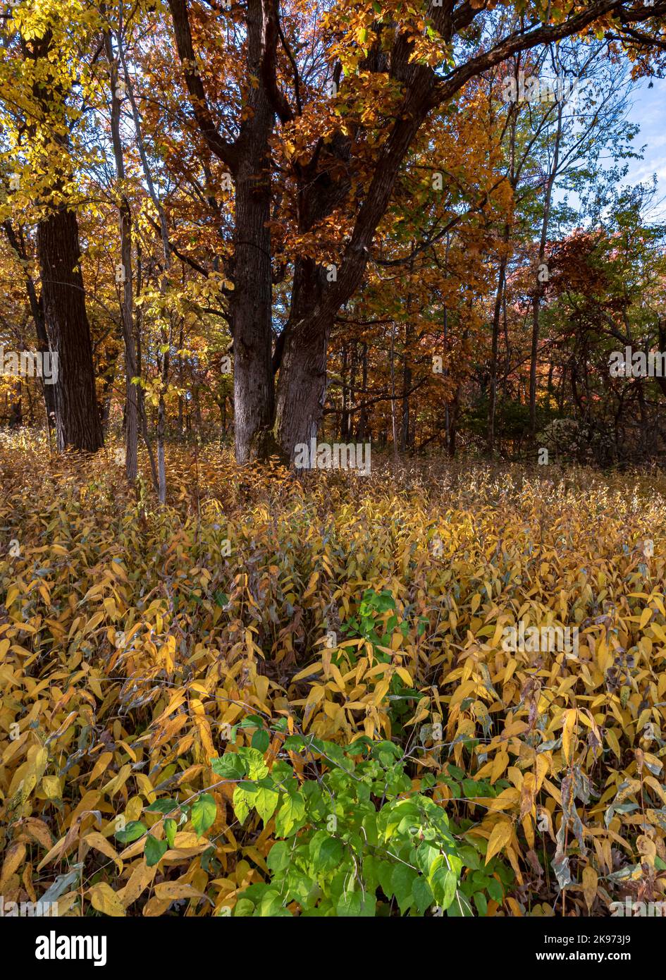 Le sol forestier d'automne rivalise favorablement pour la splendeur des couleurs d'automne, Stone Barn Savanna, Nachusa Grasslands nature Conservancy, Lee & Ogle Counties, Banque D'Images