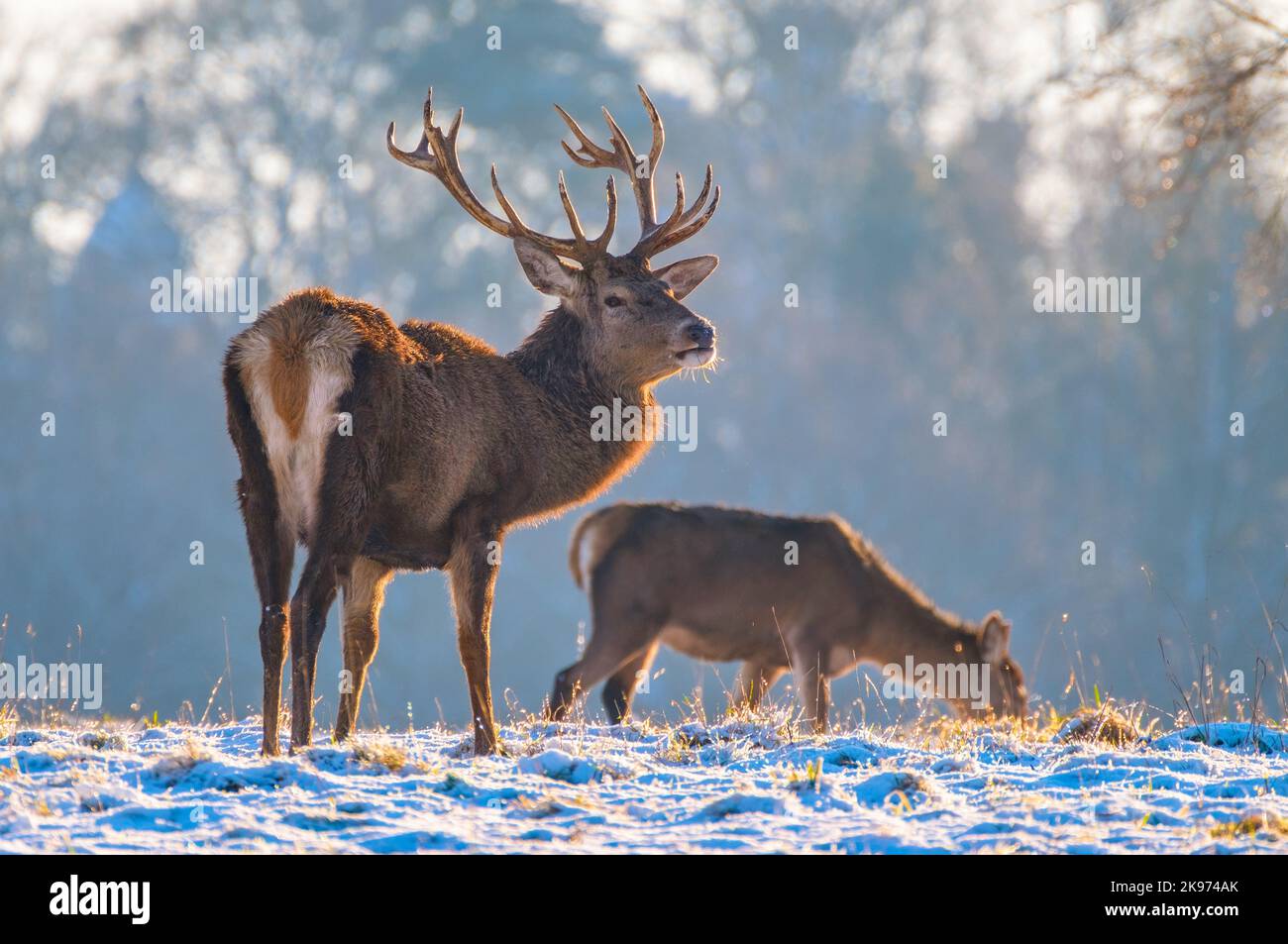 Cerf rouge piquant et inde dans la neige d'hiver Banque D'Images