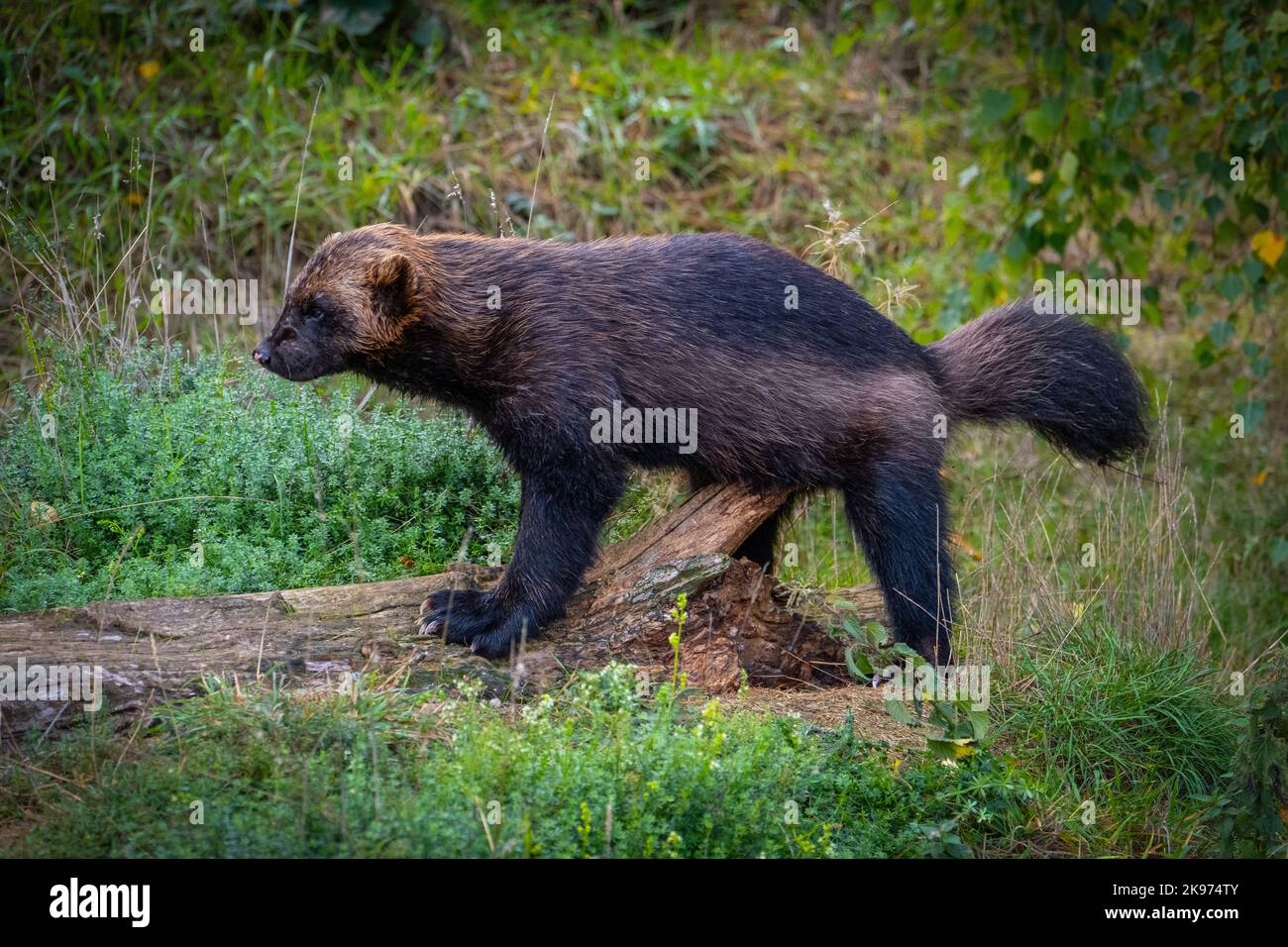 Wolverine solitaire Banque D'Images