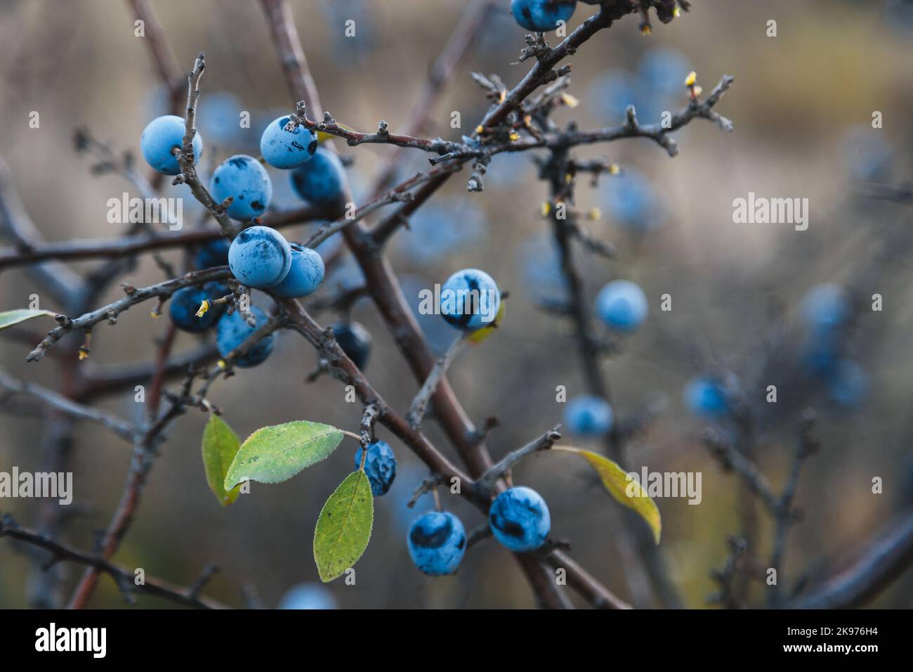 Baies de Blackthorn ou de sloe sur branche avec feuilles sur fond brun flou. Gros plan des baies bleues de prunus spinosa sur la brousse en nature sauvage. Banque D'Images