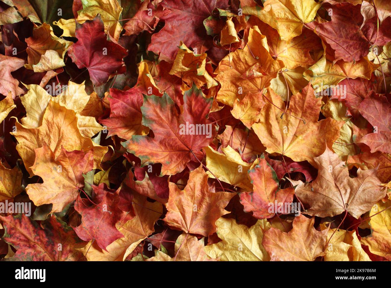 Arrière-plan de l'automne - feuilles d'érable colorées. Vue de dessus vers le bas Banque D'Images
