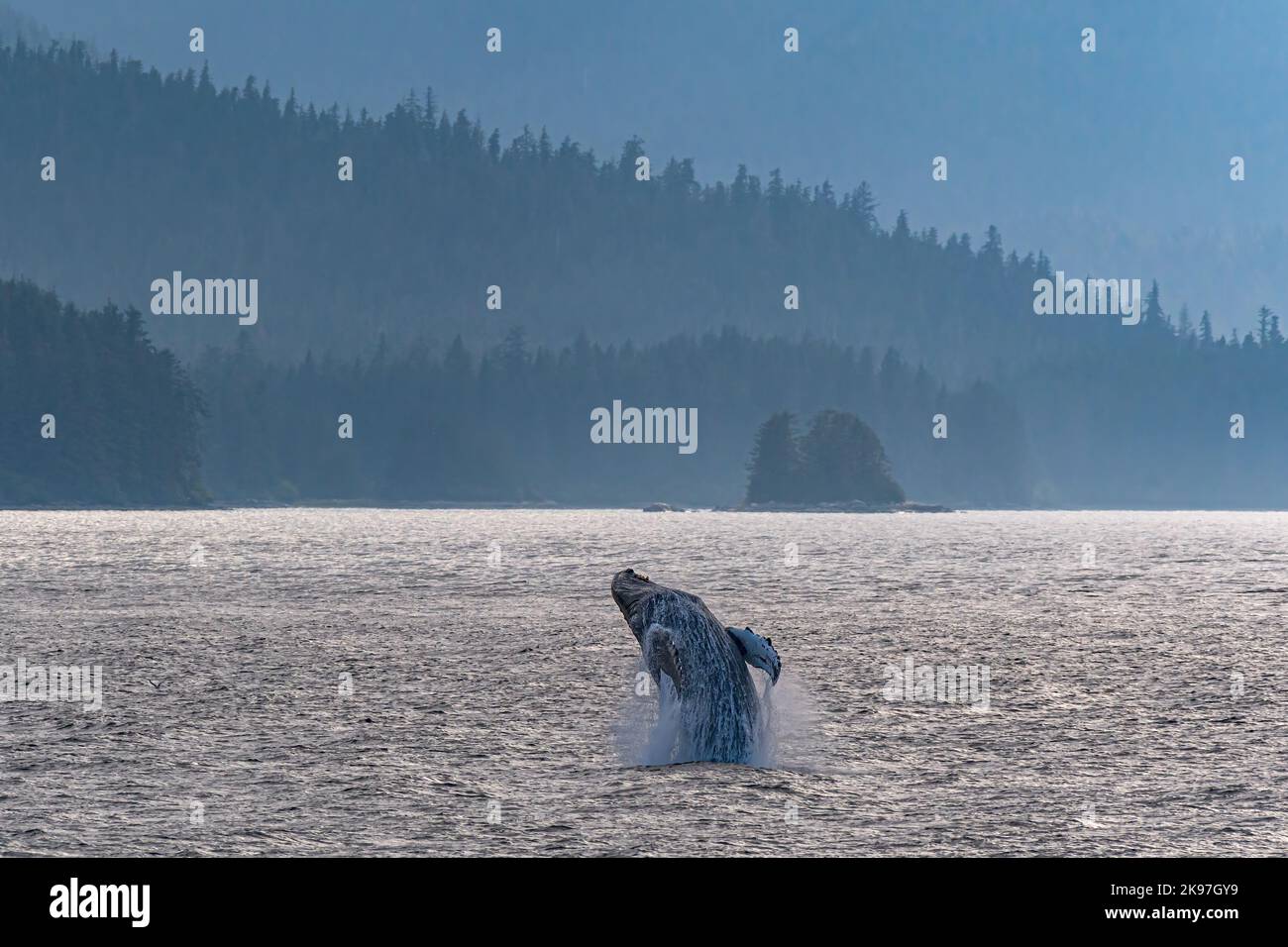 La baleine à bosse (Megaptera novaeangliae) brise au large de la côte de l'Alaska, aux États-Unis. Banque D'Images