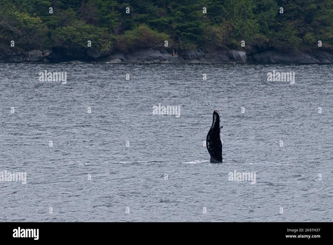 Une baleine à bosse (Megaptera novaeangliae) qui claque sa nageoire pectorale sur l'eau (sapping pec) au large de la côte de la Colombie-Britannique (Canada). Banque D'Images