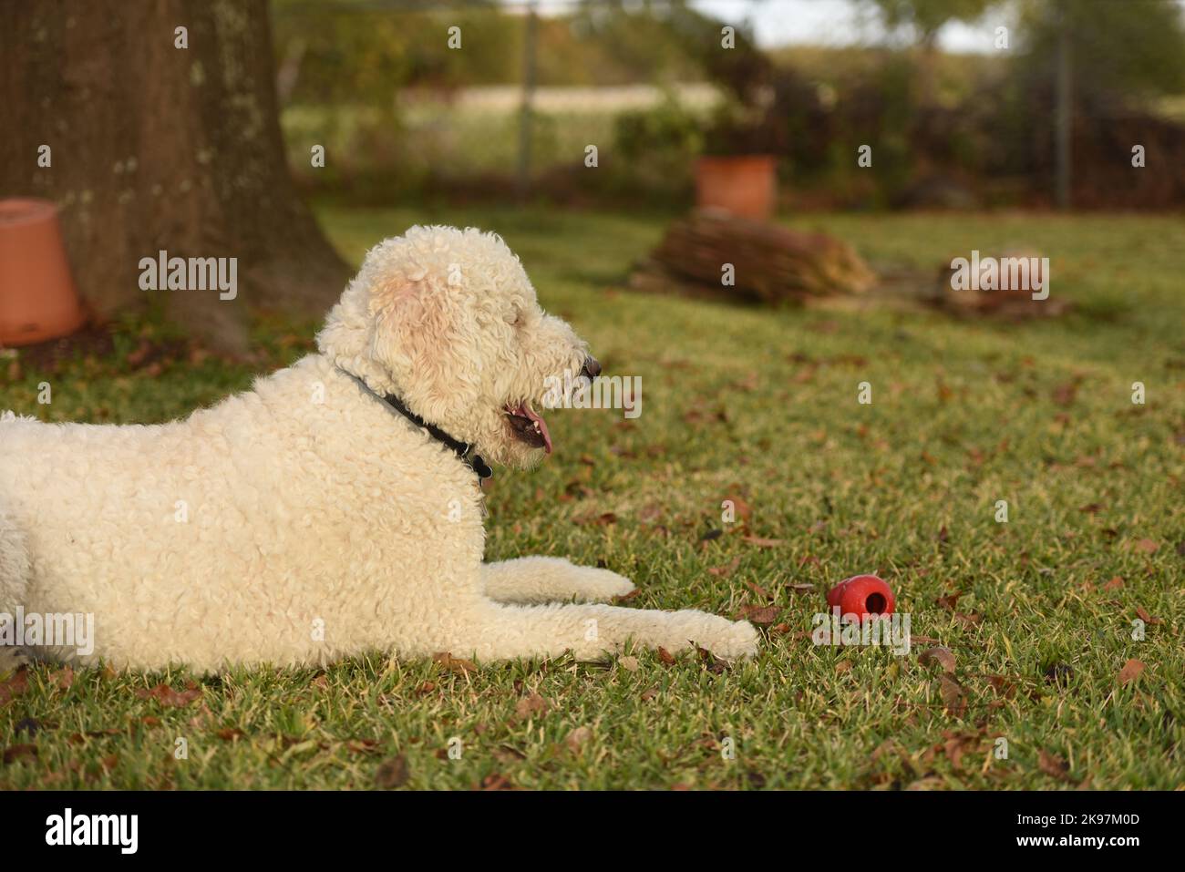 jouet Golden Doodle à mâcher Kong Banque D'Images