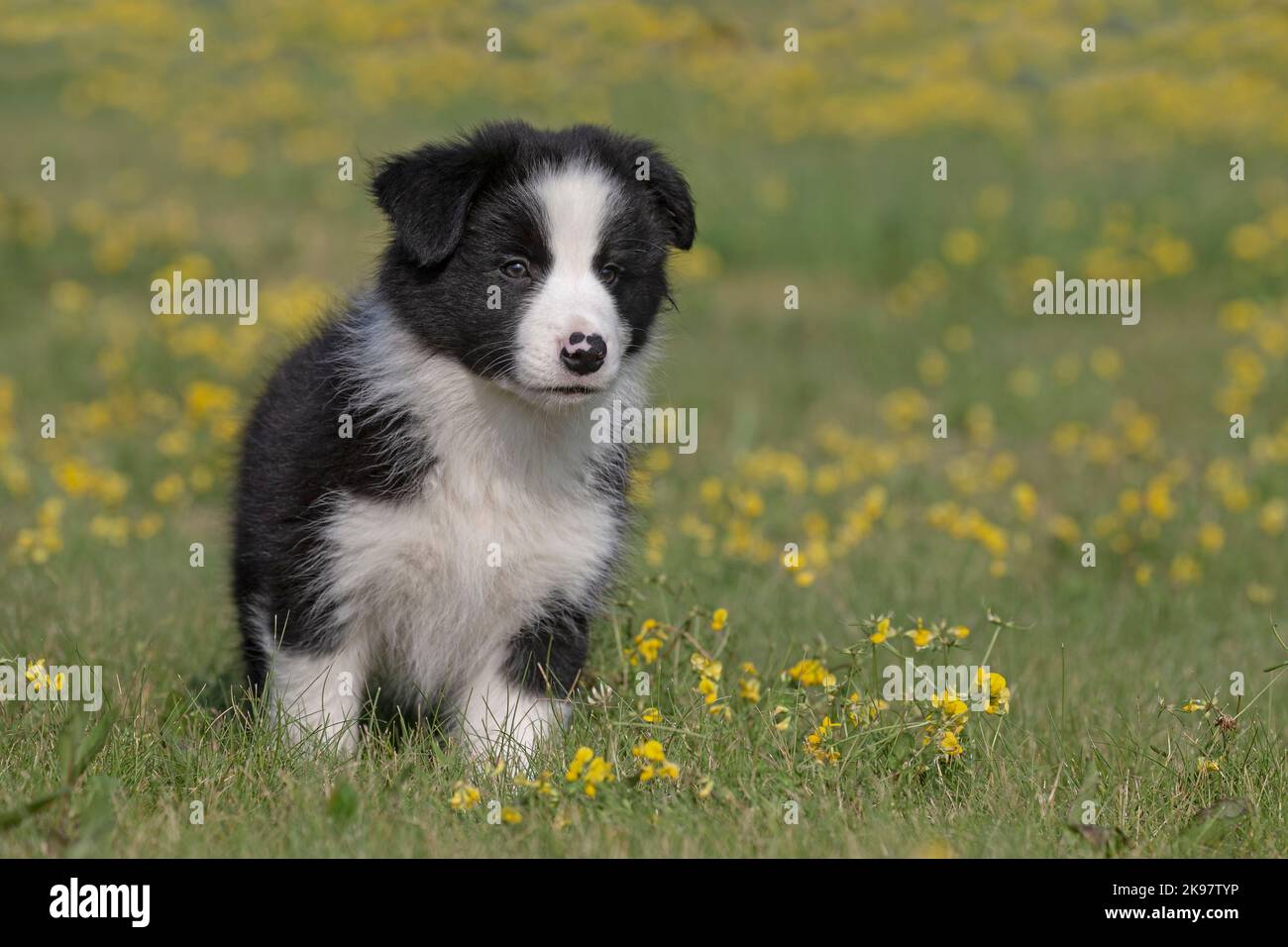 Border Collie, chiot de 9 semaines Banque D'Images