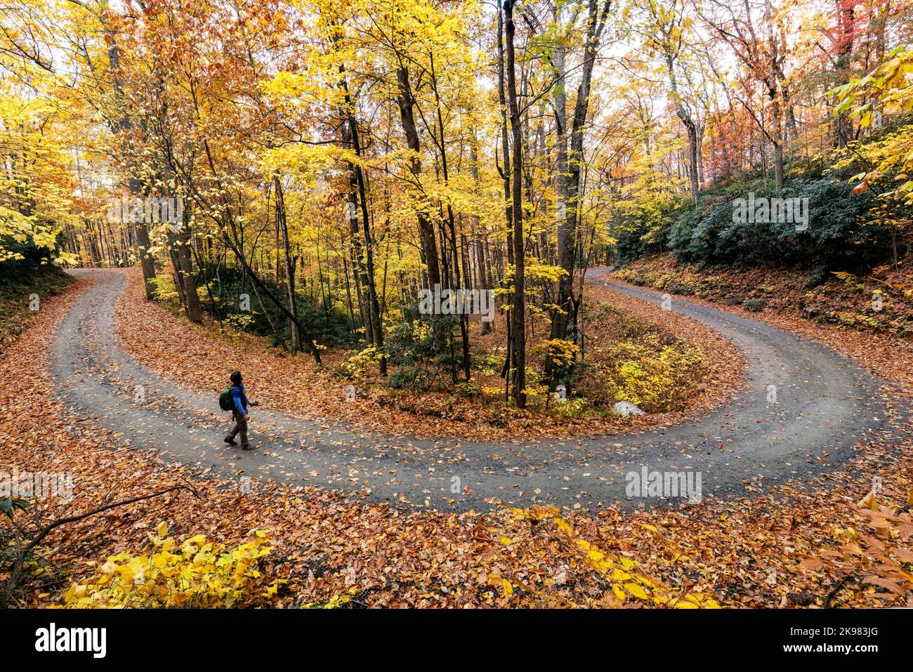 Personne randonnée sur la route sinueuse de gravier à travers le feuillage d'automne vibrant dans la forêt nationale de Pisgah, Brevard, Caroline du Nord, États-Unis Banque D'Images