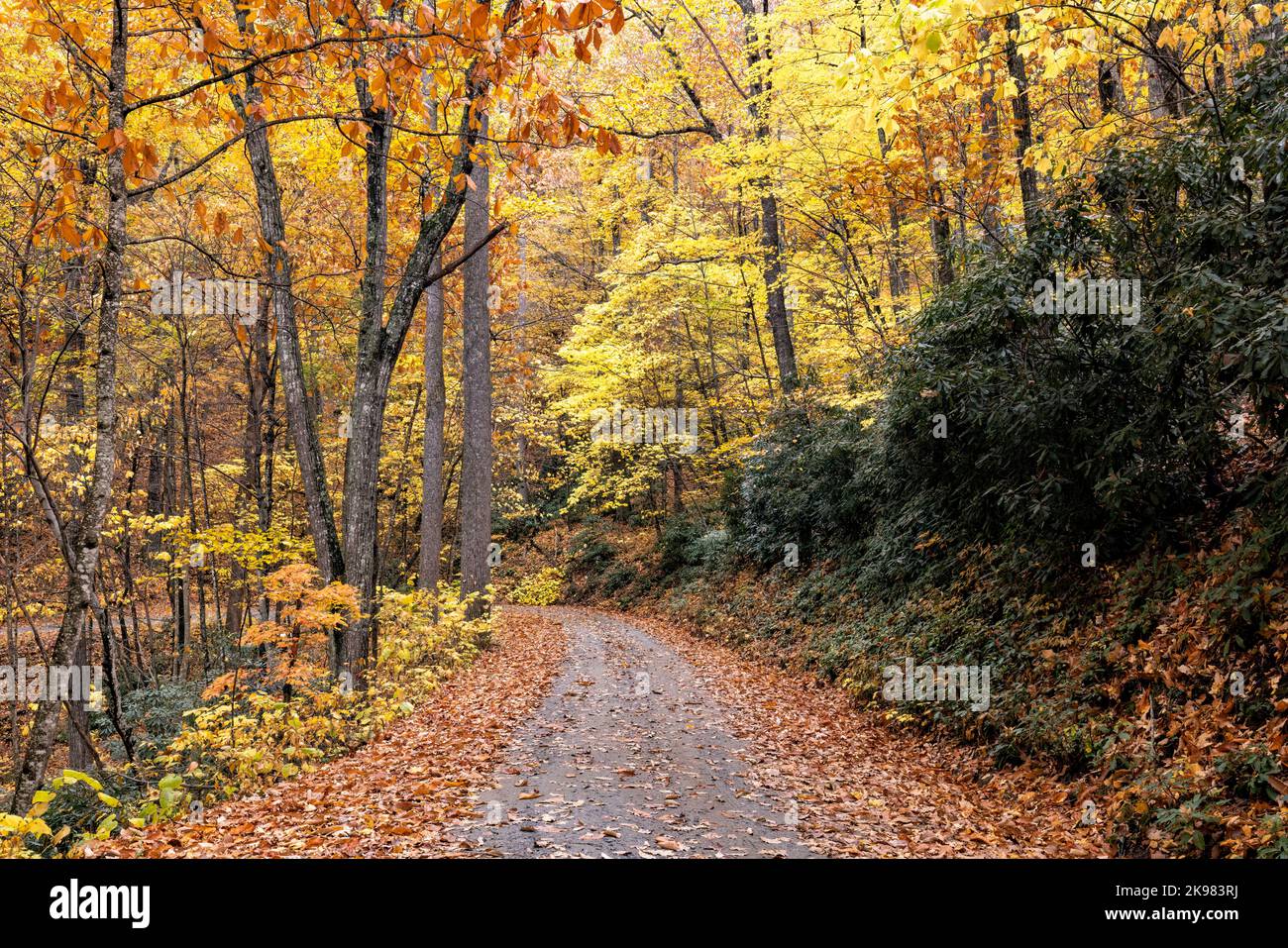 Route de gravier à travers le feuillage d'automne dynamique dans la forêt nationale de Pisgah, Brevard, Caroline du Nord, États-Unis Banque D'Images