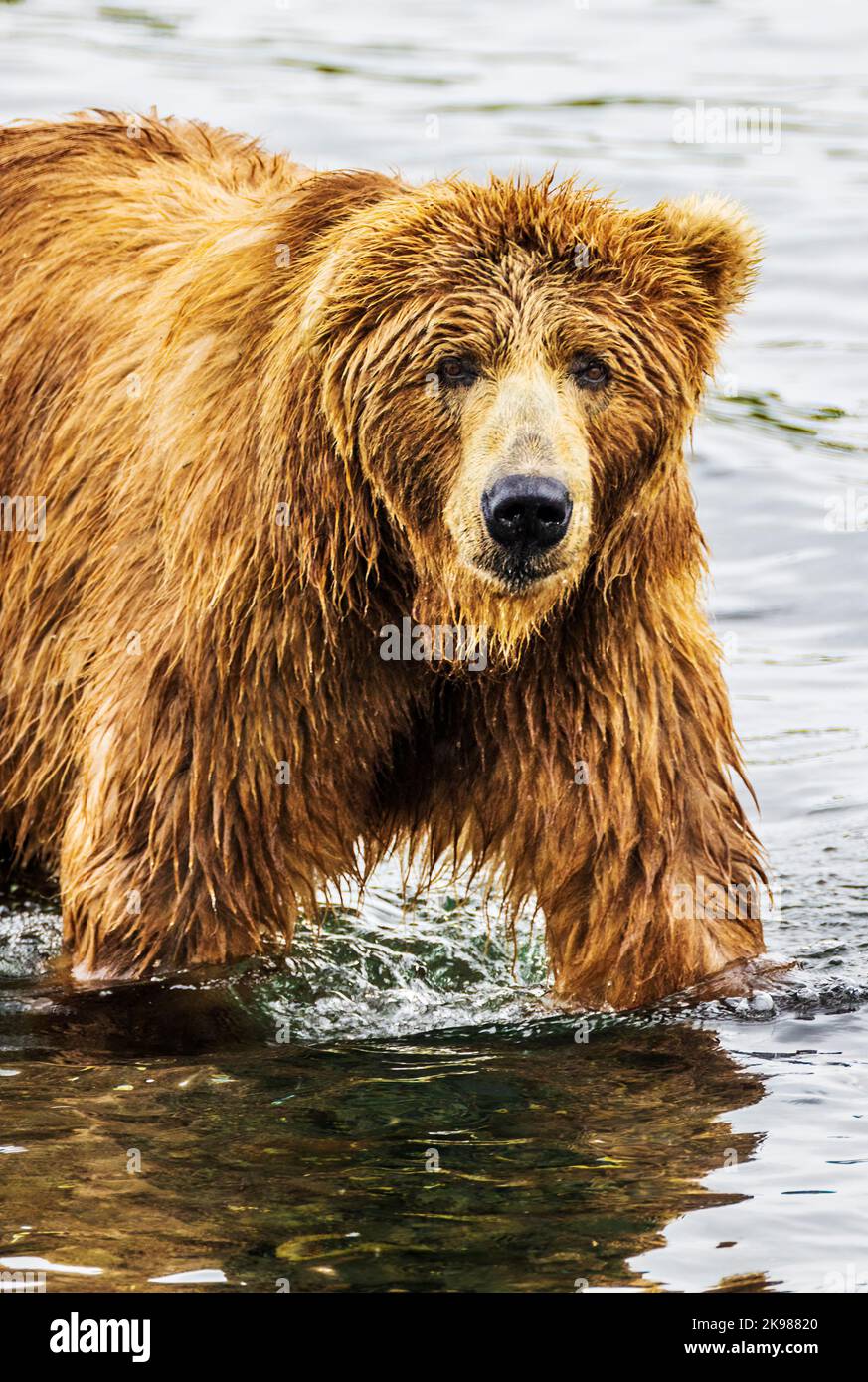 Ours brun adulte; Ursus arctos midendorffi; pêche au saumon sockeye; ours grizzly; refuge national de la faune de l'île Kodiak; Alaska; États-Unis Banque D'Images