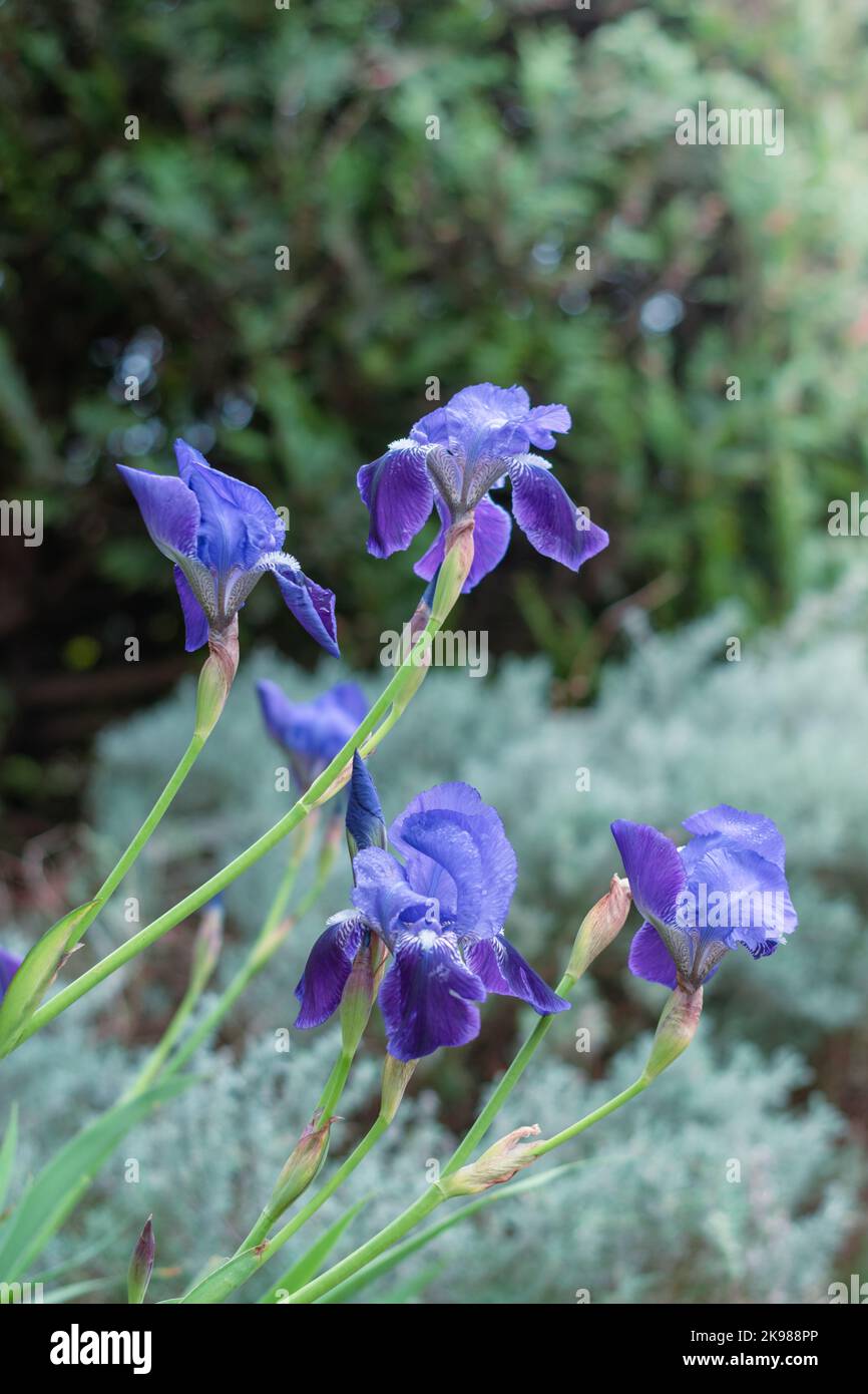 Magnifiques fleurs d'iris bleu dans le jardin, mise au point sélective Banque D'Images
