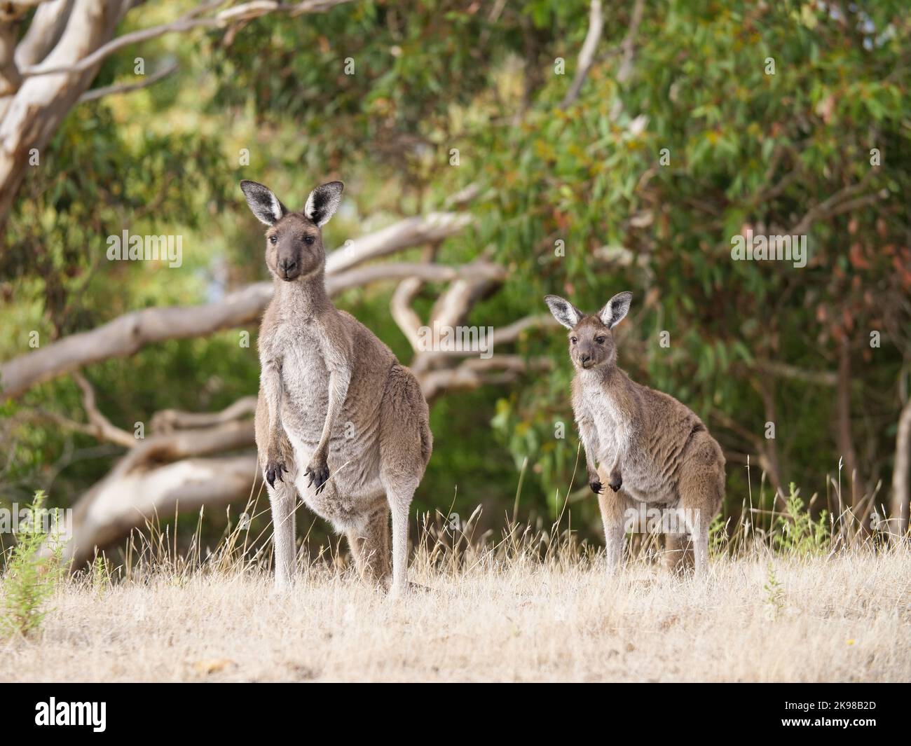 Kangourous en Australie méridionale. Banque D'Images